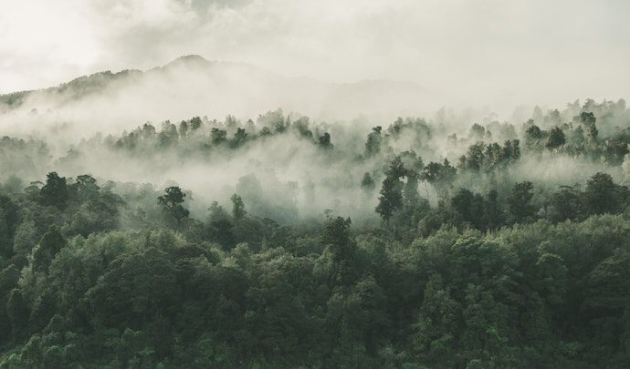 new-zealand-rainforest-australasia-oceania