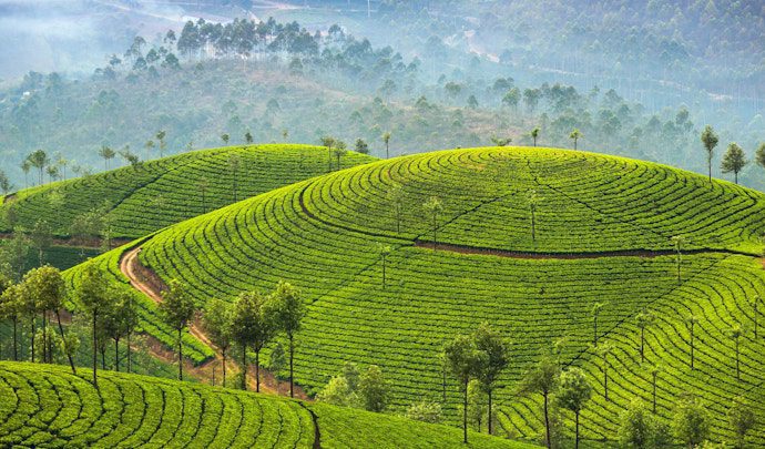 sri-lanka-rice-fields